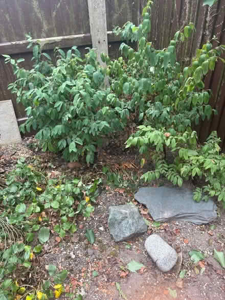 Photo of free plants (cambridge) #2