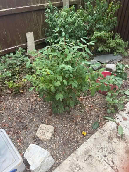 Photo of free plants (cambridge) #3