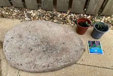 Photo of free Lupins and more seeds/ oak decorative slab (Plumpton CA11) #1