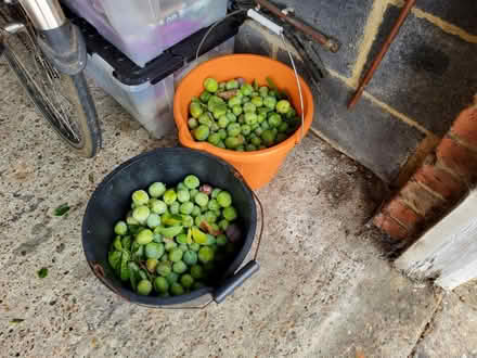 Photo of free Unripe Green Plums (Redhill RH1) #1