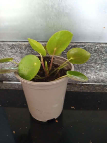 Photo of free Houseplant - pilea peperomiodes (Stroud GL5) #1