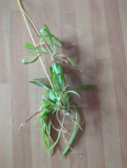 Photo of free Spidelets from pure green spider plant (Shippon OX13) #1