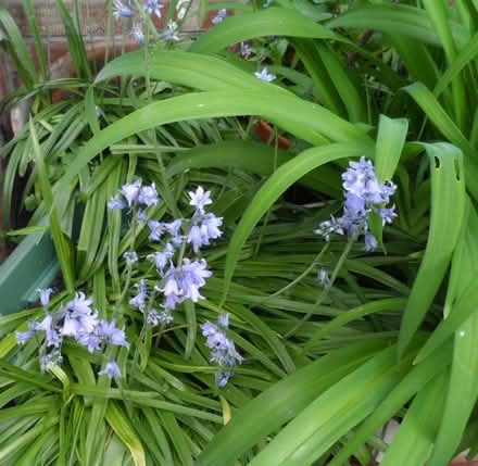Photo of free spanish bluebell bulbs (St albans) #1