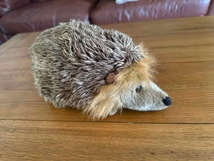 Photo of free Cuddly toy hedgehog (Oswestry SY11) #1