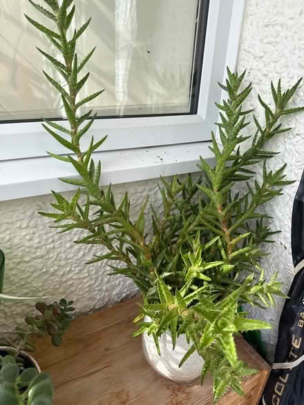 Photo of free Plant (New Malden) #1