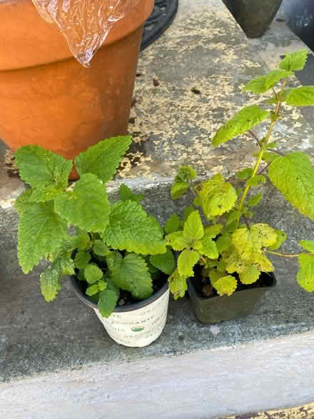 Photo of free 2 Lemon Balm seedlings (Ashby & Sacramento) #1