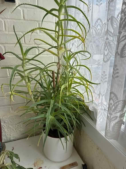 Photo of free Aloe Vera plant (New Malden) #1