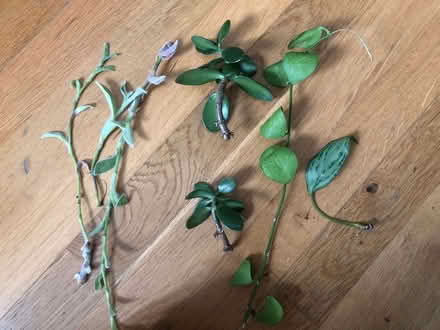 Photo of free Plant cuttings (SE10) #1