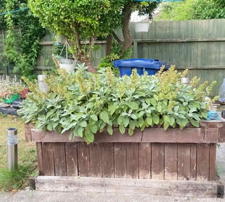 Photo of free Sage plants and planter (Coleridge Ward CB1) #1