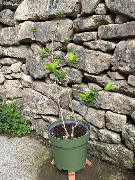Photo of free Forsythia (University of Bath) #1