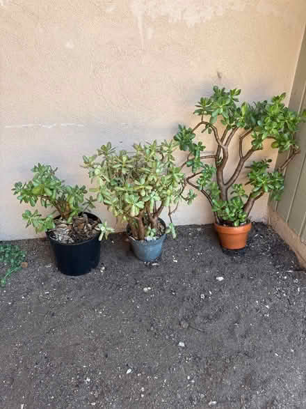 Photo of free potted Jade plants (Pasadena 91107) #1