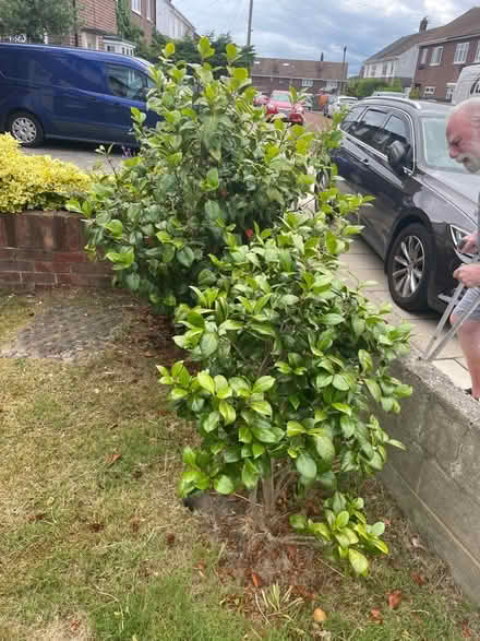 Photo of free Camellia Shrubs (Whitburn SR6) #1