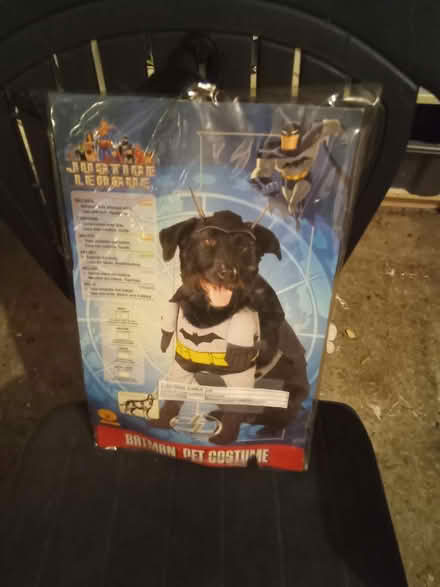 Photo of free Dress your dog (WF13) #2