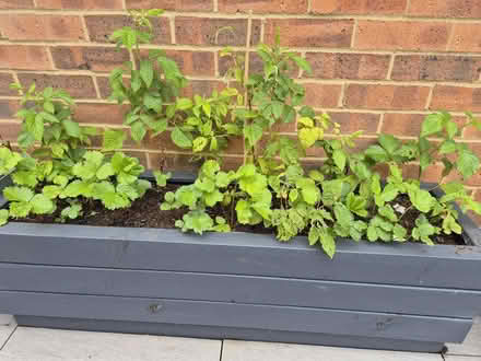 Photo of free Strawberry and raspberry plants (Tytherington SK10) #1