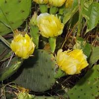 Photo of eastern prickly pear cactus plant (Near the experimental farm) #1