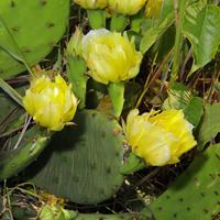 Photo of eastern prickly pear cactus plant (Near the experimental farm) #1
