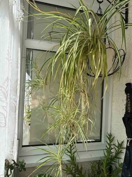 Photo of free Spider plant (New Malden) #1