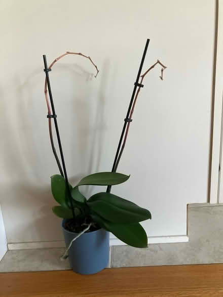 Photo of free Orchid Plant (Havertown) #1