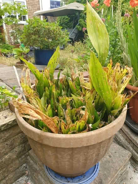 Photo of free Aspidistra plant (Kenn Road BS21) #1