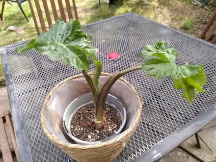 Photo of free Alocasia house plant (Earlham NR4) #1