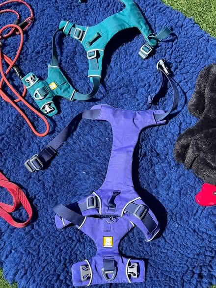 Photo of free Everything for your puppy (medium - large) (Flesher's Haugh G40) #4