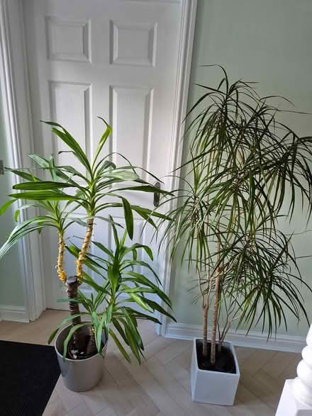 Photo of free House plants (Stoke On Trent ST6 8GE) #1