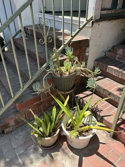 Photo of free Outdoor plants (Mount Washington) #1