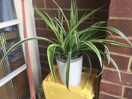 Photo of free Spider Plant. Glass jars with lids. GU pots. (GU14) #1