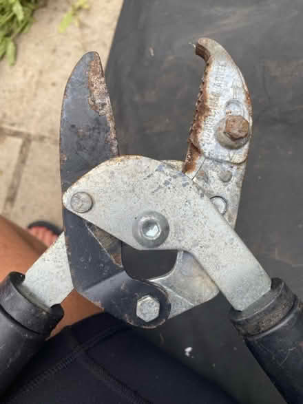 Photo of free Garden cutters (Queens Park W10) #3