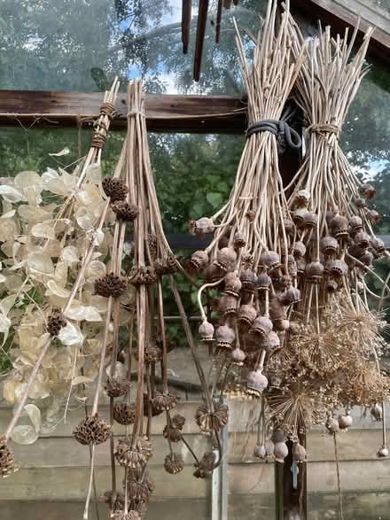 Photo of free Dried seed heads (London Rd, HW HP11) #1