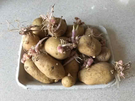 Photo of free sprouting small potatoes (Kidlington OX5) #1