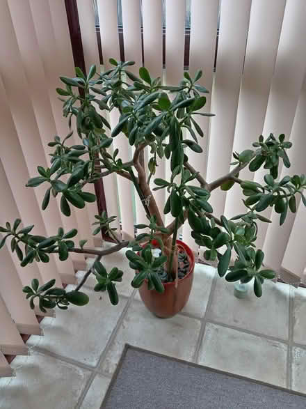 Photo of free Indoor Jade plant (TN24) #2