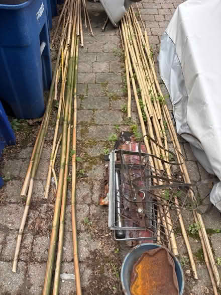 Photo of free Dead Bamboo 4 -20 feet (Ohio City - Waco Ct Wst of W30) #2
