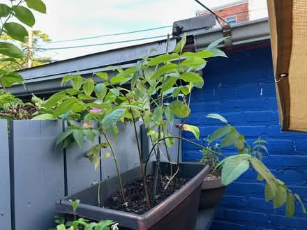 Photo of free Walnut tree saplings (Columbia Heights (Monroe St)) #1