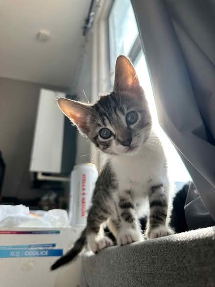 Photo of kitten items (SE23 2NE) #1