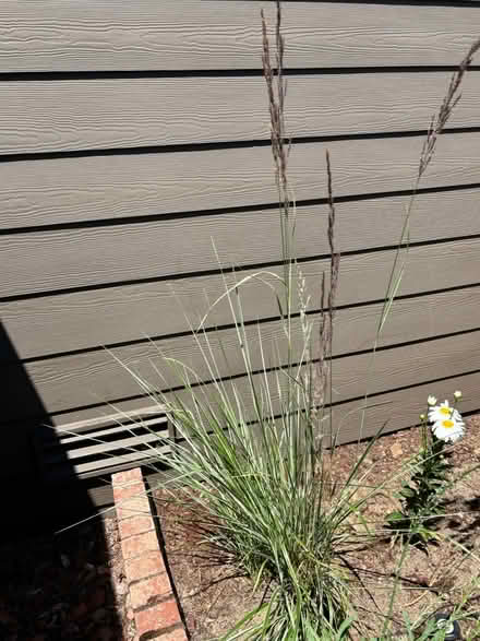 Photo of free Decorative Reed Grass (Marysville) #2