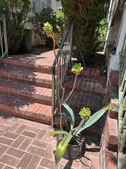 Photo of free Outdoor plants (Mount Washington) #4