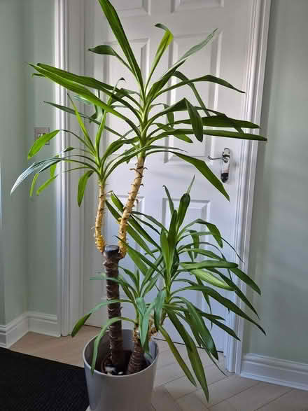 Photo of free House plants (Stoke On Trent ST6 8GE) #3