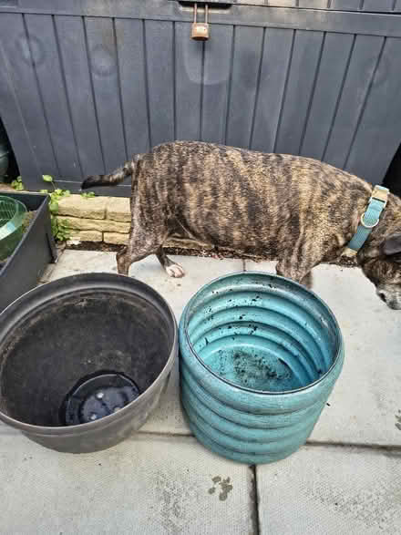 Photo of free Large Plant Pots (Fiveways Brighton) #2