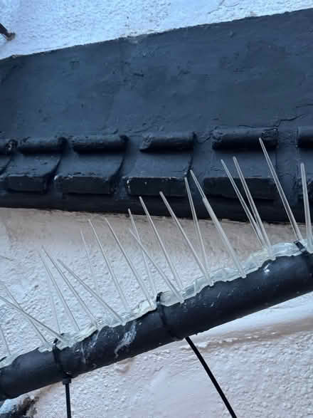 Photo of Pigeon spikes (Bexhill TN40) #1