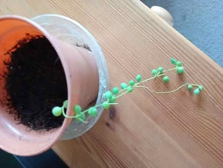 Photo of free A single string of pearls cutting (Temple Cowley OX4) #1