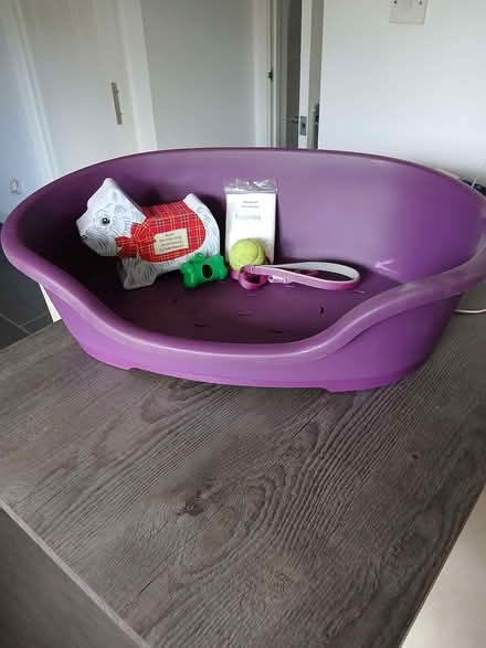 Photo of free Dog bed etc (Rydon Park EX2) #1