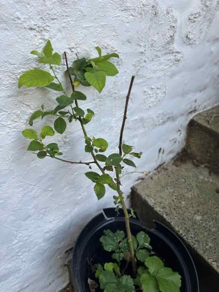 Photo of free Baby plum tree (SE11) #2