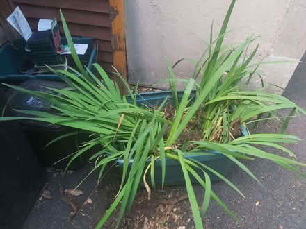 Photo of free Yellow Flag Irises with rhizomes (Bathampton) #1