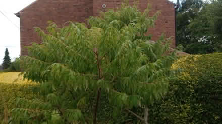 Photo of free Staghorn sumac (Belper DE56) #1