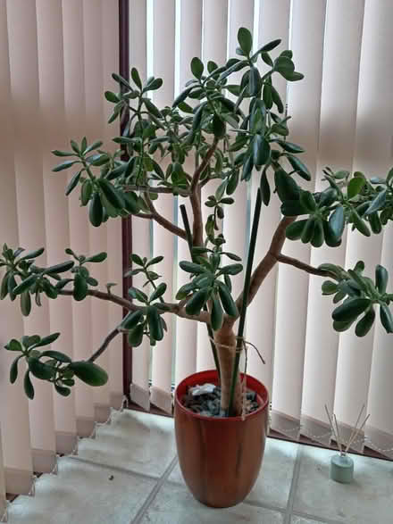 Photo of free Indoor Jade plant (TN24) #1