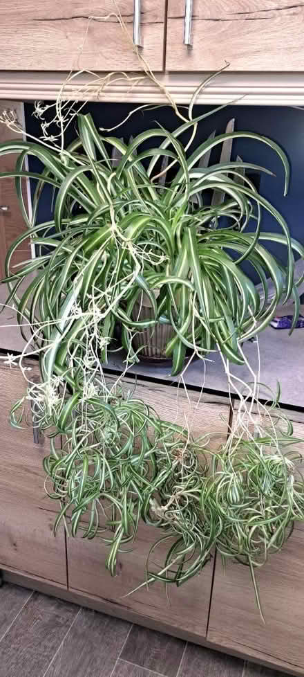 Photo of free Baby plants Spider (Hawksworth LS5) #1
