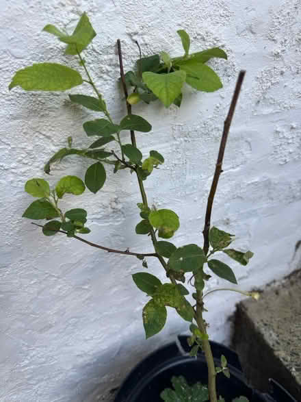 Photo of free Baby plum tree (SE11) #1