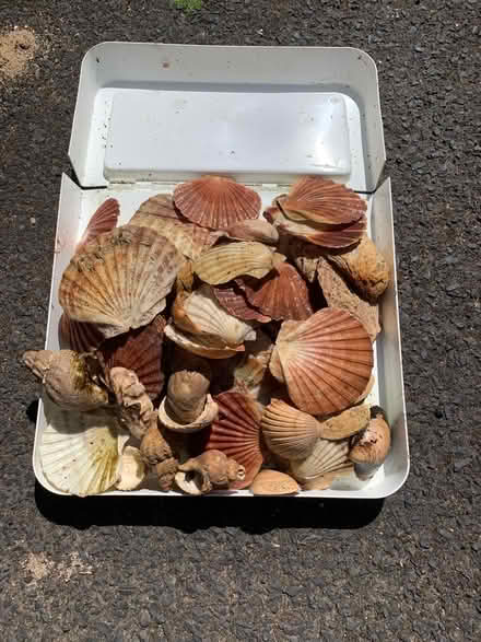Photo of free Seashells (Dunfermline KY12) #1
