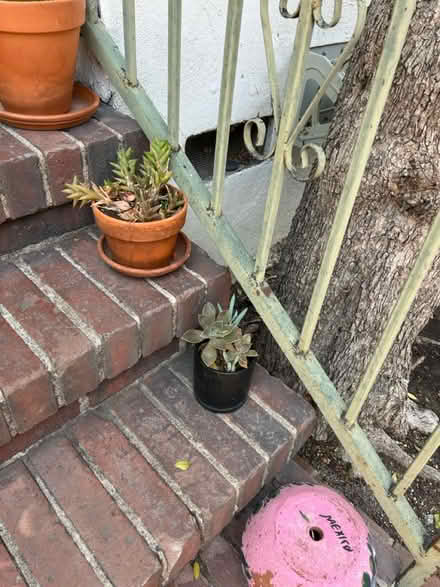 Photo of free Outdoor plants (Mount Washington) #3